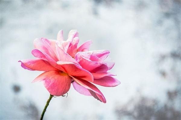 金佑人生終身壽險(xiǎn)分紅型怎么樣？保障內(nèi)容有哪些？