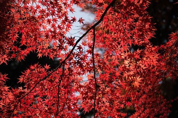 重疾險和百萬醫(yī)療險的區(qū)別是什么？哪個好？