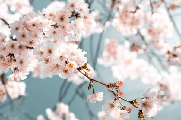 年金險(xiǎn)irr在線計(jì)算器是什么意思？怎么使用？