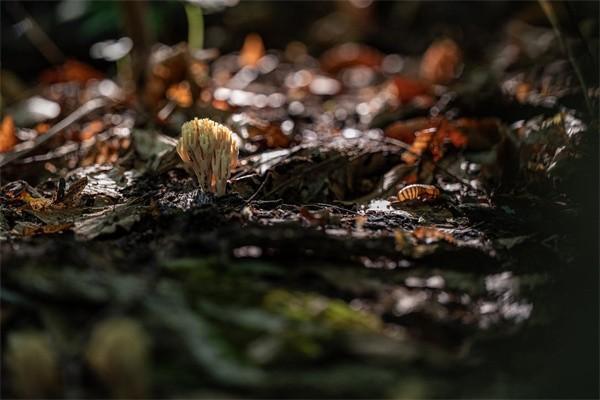 保單貸款必須六個(gè)月內(nèi)還清嗎？還不清怎么處理？