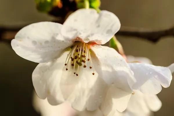 中國人壽保險公司排名如何？旗下產(chǎn)品值得購買嗎？