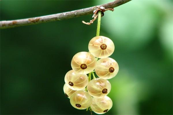 養(yǎng)老保險和企業(yè)年金的區(qū)別是什么？每個月可以領多少錢？
