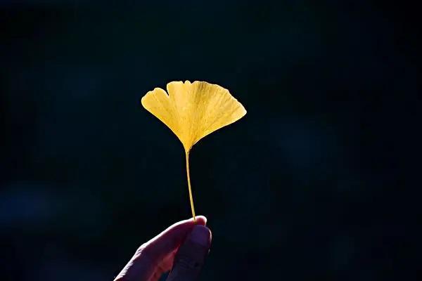 保險(xiǎn)保單丟失了怎么辦？還能退保嗎？
