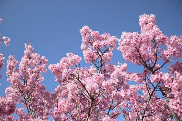 企業(yè)年金和養(yǎng)老保險是什么？有什么區(qū)別？
