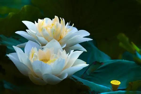 中國(guó)人壽保險(xiǎn)可以異地退保嗎？異地退保怎么退？