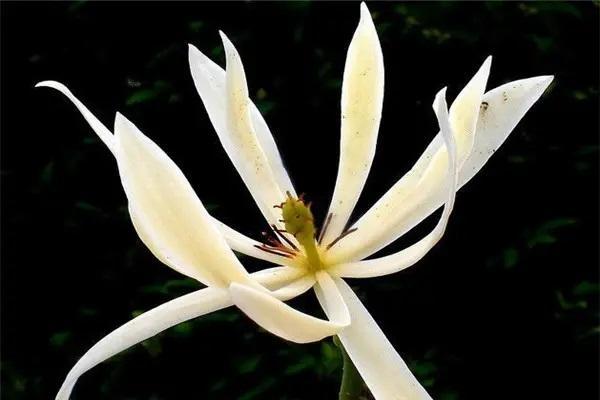 平安保險(xiǎn)退保在哪里辦理？退保需要哪些資料？