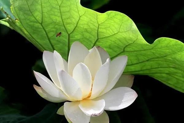 平安app商業(yè)險(xiǎn)退保的步驟是怎樣的？要注意什么？
