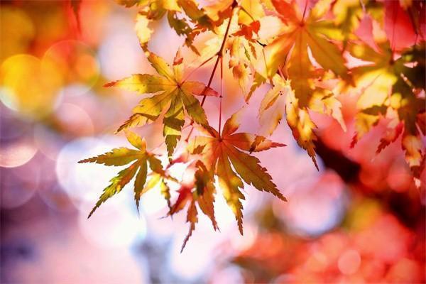 國壽盛世臻享年金保險分紅型20年保障內容？值得買嗎？