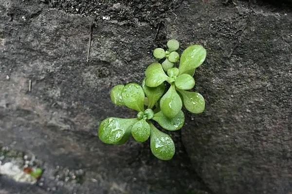 如果退保保費(fèi)能退多少？手續(xù)如何辦理？