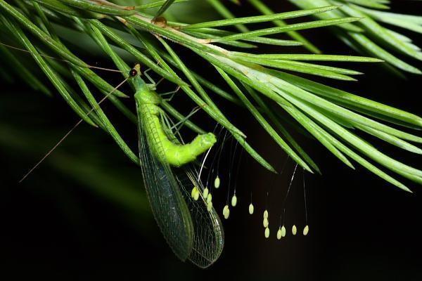 平安保險(xiǎn)交了3年退保能退多少錢(qián)？退保流程是怎樣的？
