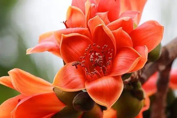 理財(cái)性質(zhì)的保險(xiǎn)退保怎么退款？能全額退款嗎？