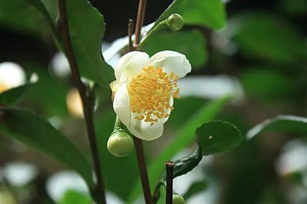 太平洋保險(xiǎn)想退保能退多少？退保手續(xù)怎么辦？