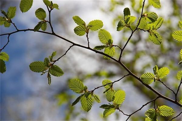 弘康人壽金玉滿堂2.0終身壽險(xiǎn)在哪里買？有什么缺點(diǎn)？