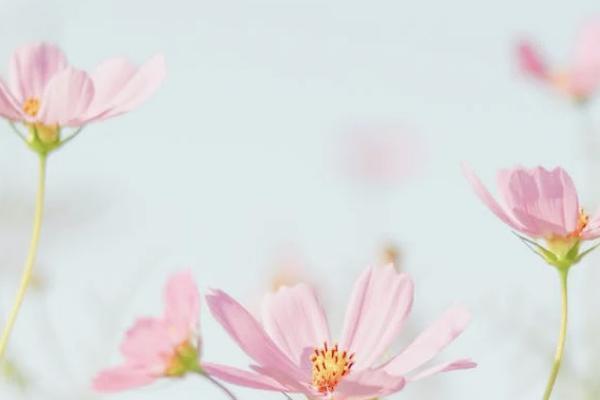 華夏保險福臨門交十年怎么樣？需要多少錢？