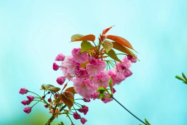 平安智能星保險(xiǎn)詳細(xì)介紹，適合什么人買？