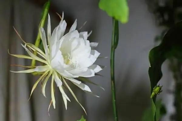 弘康多倍保重大疾病保險(xiǎn)怎么樣？值得購(gòu)買(mǎi)嗎？