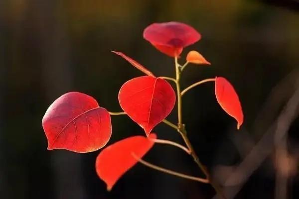500萬人身意外險(xiǎn)怎么買？需要多少錢？