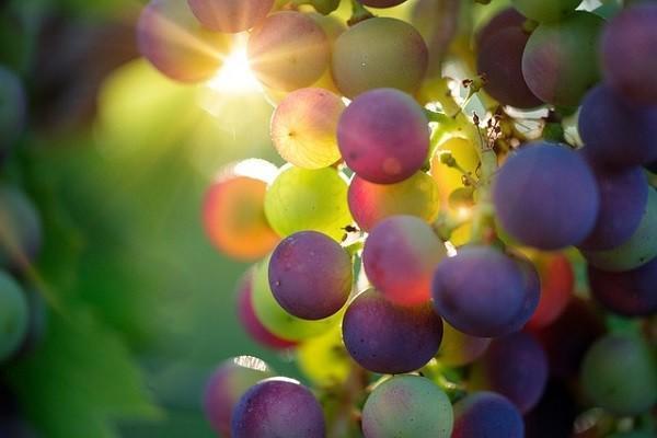 太平洋金泰人生b款終身壽險分紅型怎么樣？適合誰？
