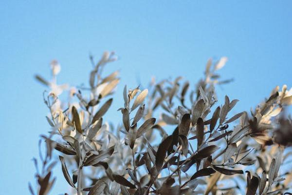安行寶兩全保險怎么樣？怎么購買？
