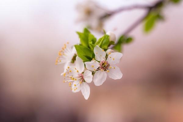 鑫安兩全保險(xiǎn)c三年分紅多少？?jī)?yōu)點(diǎn)有哪些？