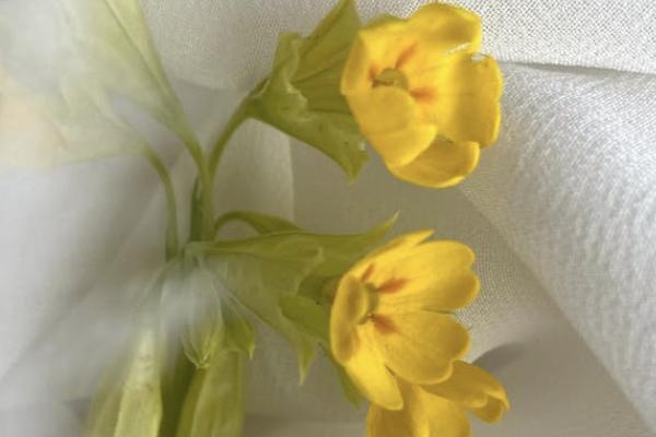 平安保險富贏金生年金險值得買嗎？適合誰買？