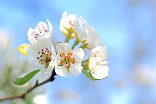 華夏南山松(鑫享版)終身壽險條款保障條款是什么？值得購買嗎？