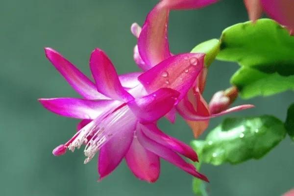平安穩(wěn)增保到底怎么回事？錢能取出來用嗎？
