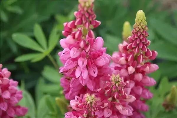 平安頤享延年養(yǎng)老保險怎么樣？值得購買嗎？
