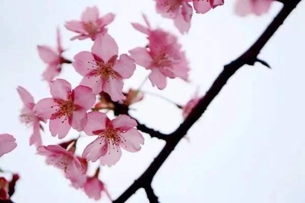 平安萬能險(xiǎn)智勝人生怎么取錢？優(yōu)缺點(diǎn)有哪些？