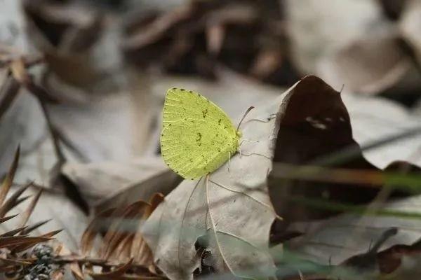 平安萬能利率一覽表是多少？怎么查詢？