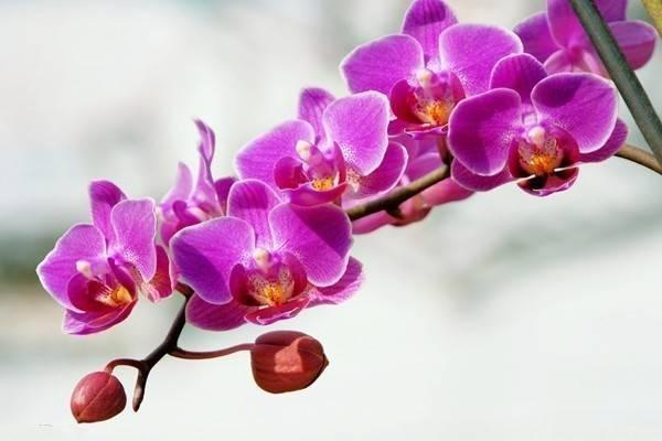 招商信諾傳家享悅年金保險(xiǎn)是什么產(chǎn)品？?jī)?yōu)缺點(diǎn)有哪些？