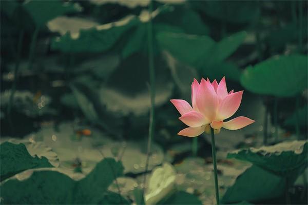 平安富貴人生兩全保險(xiǎn)(分紅型)保障內(nèi)容？分紅怎么領(lǐng)？