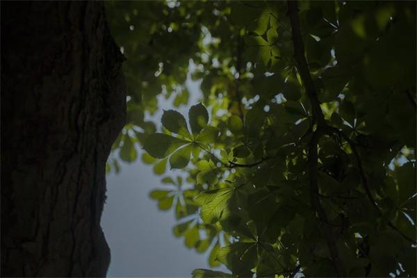 怎么查醫(yī)保繳費(fèi)記錄查詢？怎么網(wǎng)上繳費(fèi)？