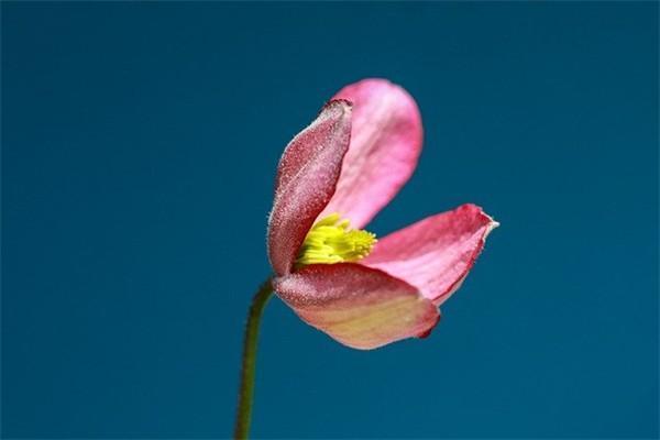 泰康永福人生年金保險(分紅型)是哪家公司的產(chǎn)品？有什么保障？
