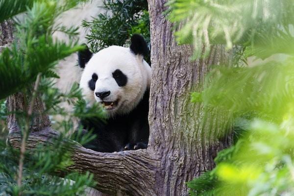 泰康尊享世家增額版怎么樣？有風(fēng)險嗎？
