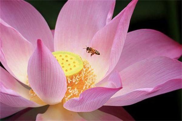保險(xiǎn)兩年交了一萬(wàn)能退多少？多久才能到賬？
