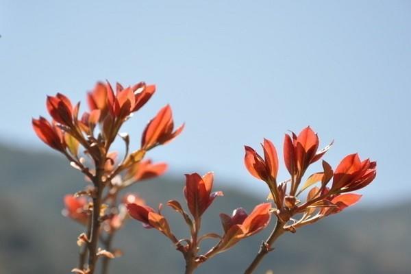 百萬醫(yī)療險(xiǎn)有免賠額嗎？值不值得購買？