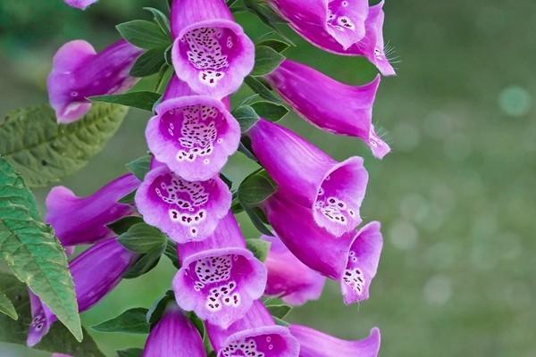 太平福佑金生終身壽險(xiǎn)分紅型怎么樣？具有哪些優(yōu)勢？