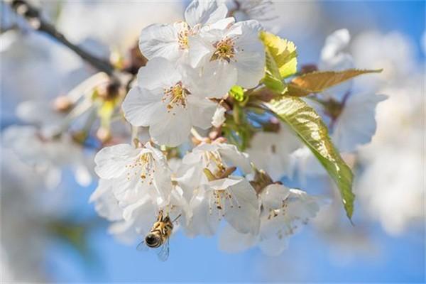 金享人生終身壽險(xiǎn)分紅型是什么保險(xiǎn)？什么時(shí)候可領(lǐng)錢(qián)？