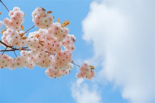 星火保百萬(wàn)醫(yī)療險(xiǎn)是真的嗎？保障些什么？