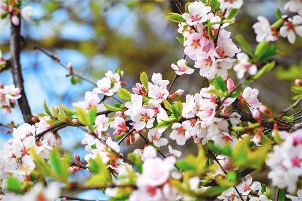 民生年年兩全保險(xiǎn)分紅型要交多久的錢？紅利怎么查詢？
