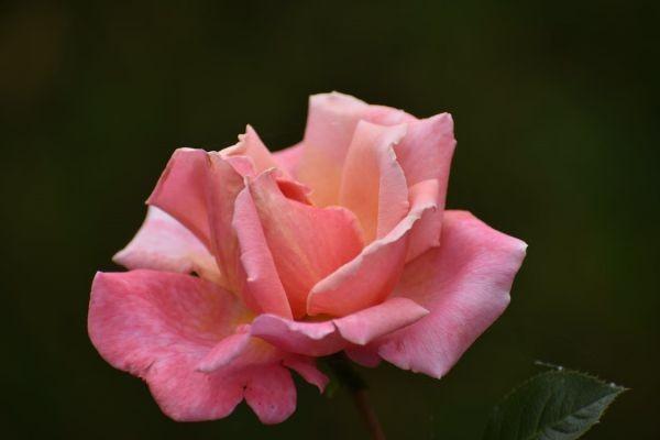 華夏鑫享版終身壽險(xiǎn)保什么？收益怎么樣？