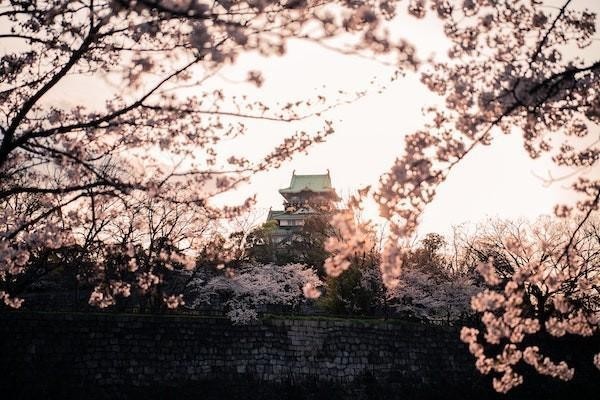 京東白條逾期三年可以只還本金嗎？還款最佳處理辦法是什么