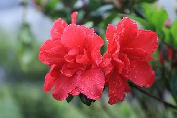 分紅險(xiǎn)退保時(shí)分紅可以退回嗎？能退回多少錢？