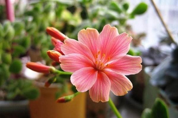 職工補充醫(yī)療保險報銷范圍是怎樣的？怎么報銷？