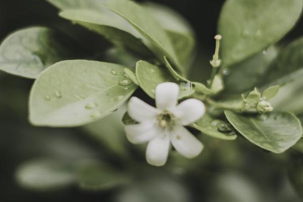 平安萬(wàn)能賬戶是什么意思？保底利率是多少？