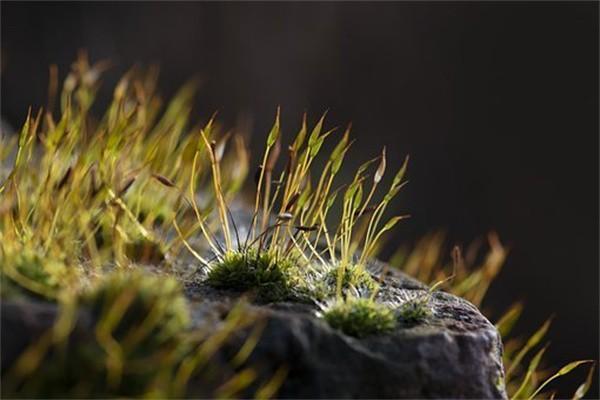 微保百萬(wàn)醫(yī)療險(xiǎn)可靠嗎？怎么買？