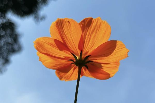 太平陽(yáng)保險(xiǎn)的電話是多少？靠譜嗎？