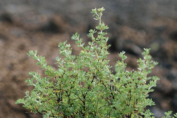 保險公司賠付率排行情況如何？多少正常？