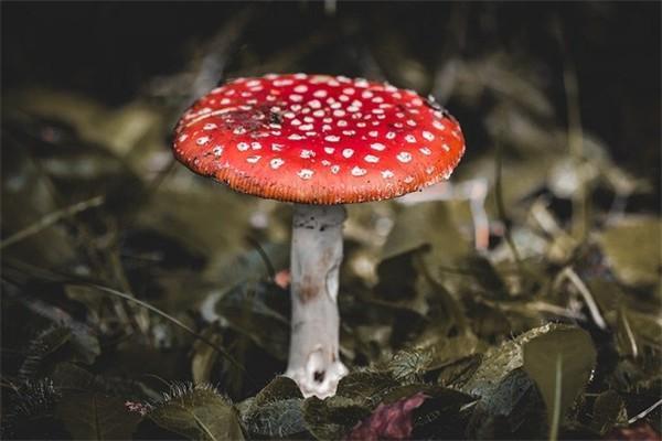 生命人壽保險(xiǎn)公司可靠嗎？排名第幾？